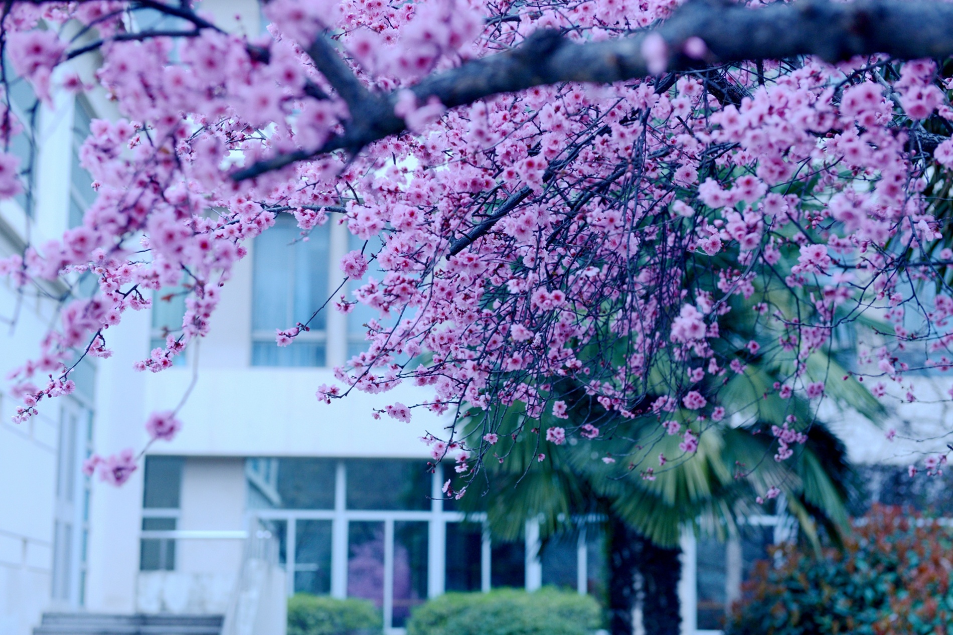 每日玉景丨最美春色，尽在这飘满书香的校园-玉环新闻网